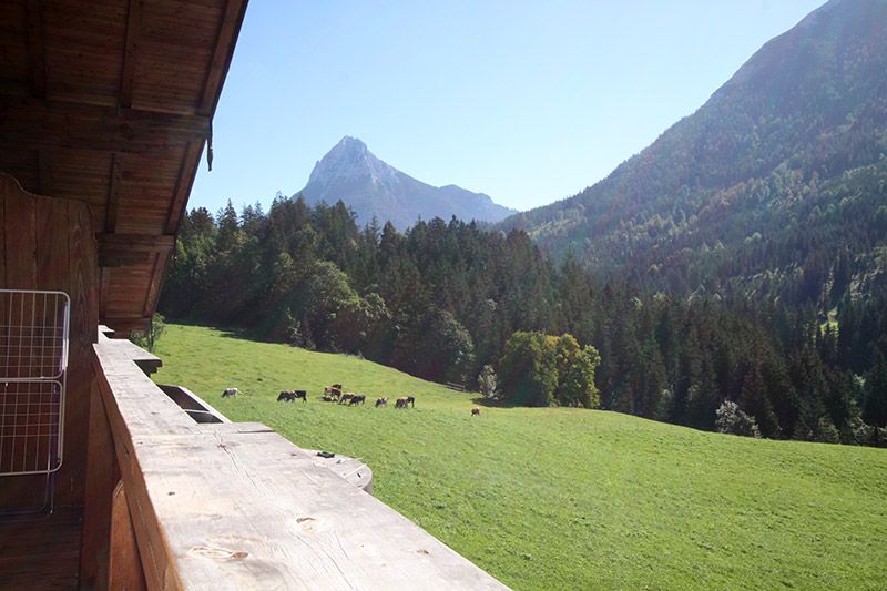 Bogstlhof, Achenkirch, Bauernhof, Urlaub am Bauernhof, Christlum Skigebiet, Appartement, Ferienwohnung, Jasmin