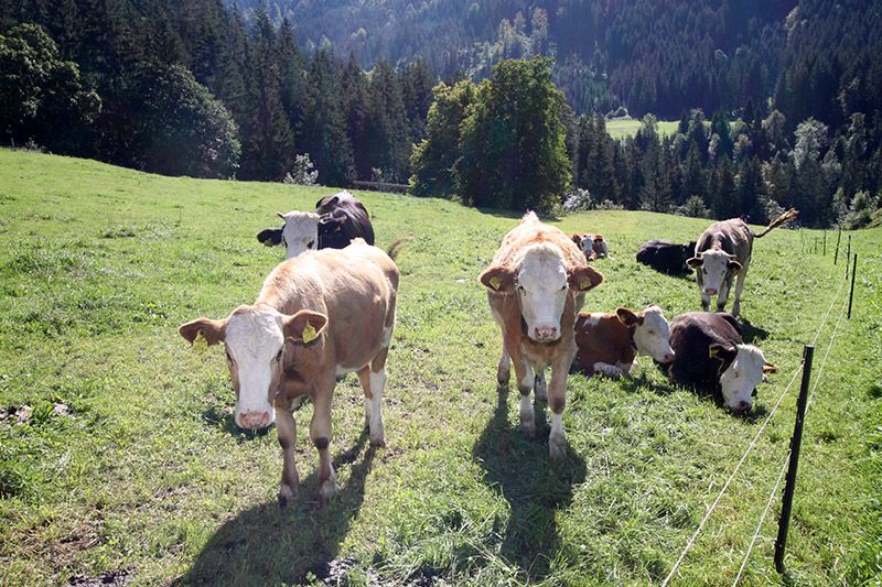 Bogstlhof, Achenkirch, Bauernhof, Urlaub am Bauernhof, Christlum Skigebiet, Appartement, Ferienwohnung